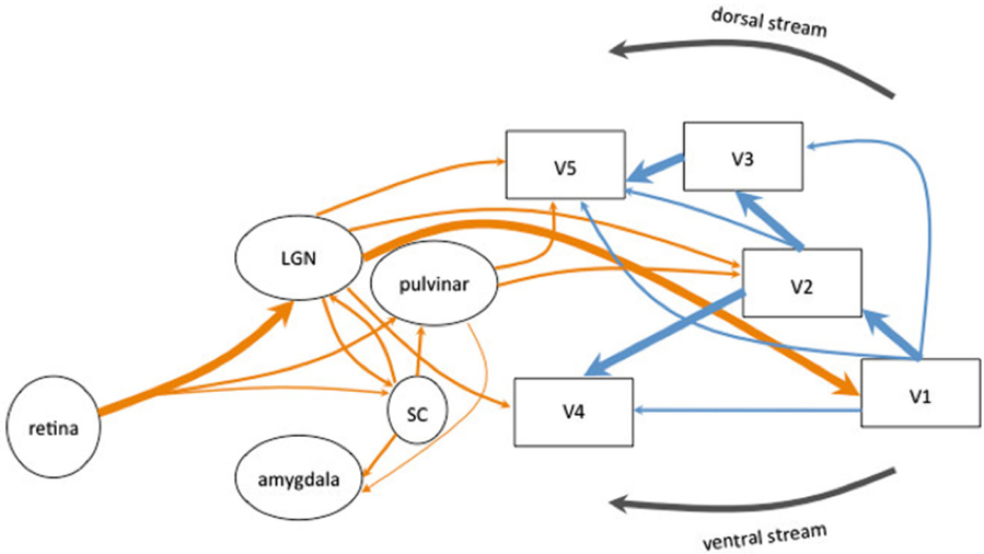 see legend, to the left is a collection of 5 ovals labeled 'retina', 'LGN', 'pulvinar', 'SC', 'amygdala'; to the right are 5 rectangles labeled 'V1' through 'V5'. Above V3 and to its left, V5, which are on the top is a black arrow going right to left labeled 'dorsal stream'; below V1 and to its left V4 is a black arrow going right to left labeled 'ventral stream'. A thick organge arrow connects retina to LGN to V1 and thick blue arrows connect V1 to V2 then from V2 to both V3 and V4 and from V3 to V5. Thin blue arrows connect V1 to V4, V5, and V3 and well as V2 to V5. Thin orange arrows connect retina to pulvinar and SC ; LGN to SC, V5, V2, and V4; SC to LGN, pulvinar, and amygdala; pulvinar to V5, V2, and amygdala.