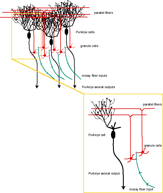 anatomical organization of the cerebellum