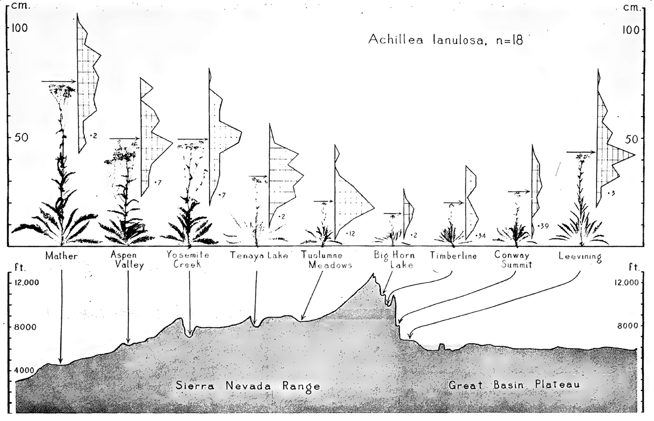 Left to right, on the bottom, a diagram of the Sierra Nevada Range and the Great Basin Plateau, showing elevation for 9 locations: Mather, Aspen Valley, Yosemite Creek, Tenaya Lake, Tuolumne Meadows, Big Horn Lake, Timberline, Conway Summit,and Leevining. Across the top, left to right, is the height (in cm) for specimens of Achillea lanulosa, n=18. Plants vary in height by location.
