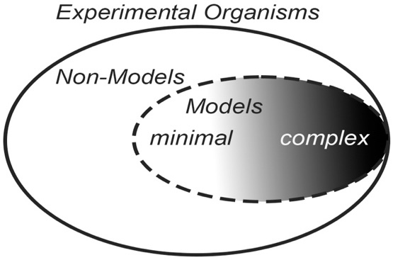 A large ellipse, drawn with a solid line, labelled 'Experimental Organisms'; inside the large ellipse, on the left is the label 'Non-Models', to the right there is a smaller ellipse, drawn with a dashed line; inside the small ellipse is the label 'Models'; there is a gradient from white to black going from left to right within the small ellipse; on the left is the word 'minimal', on the right is the word 'complex'.