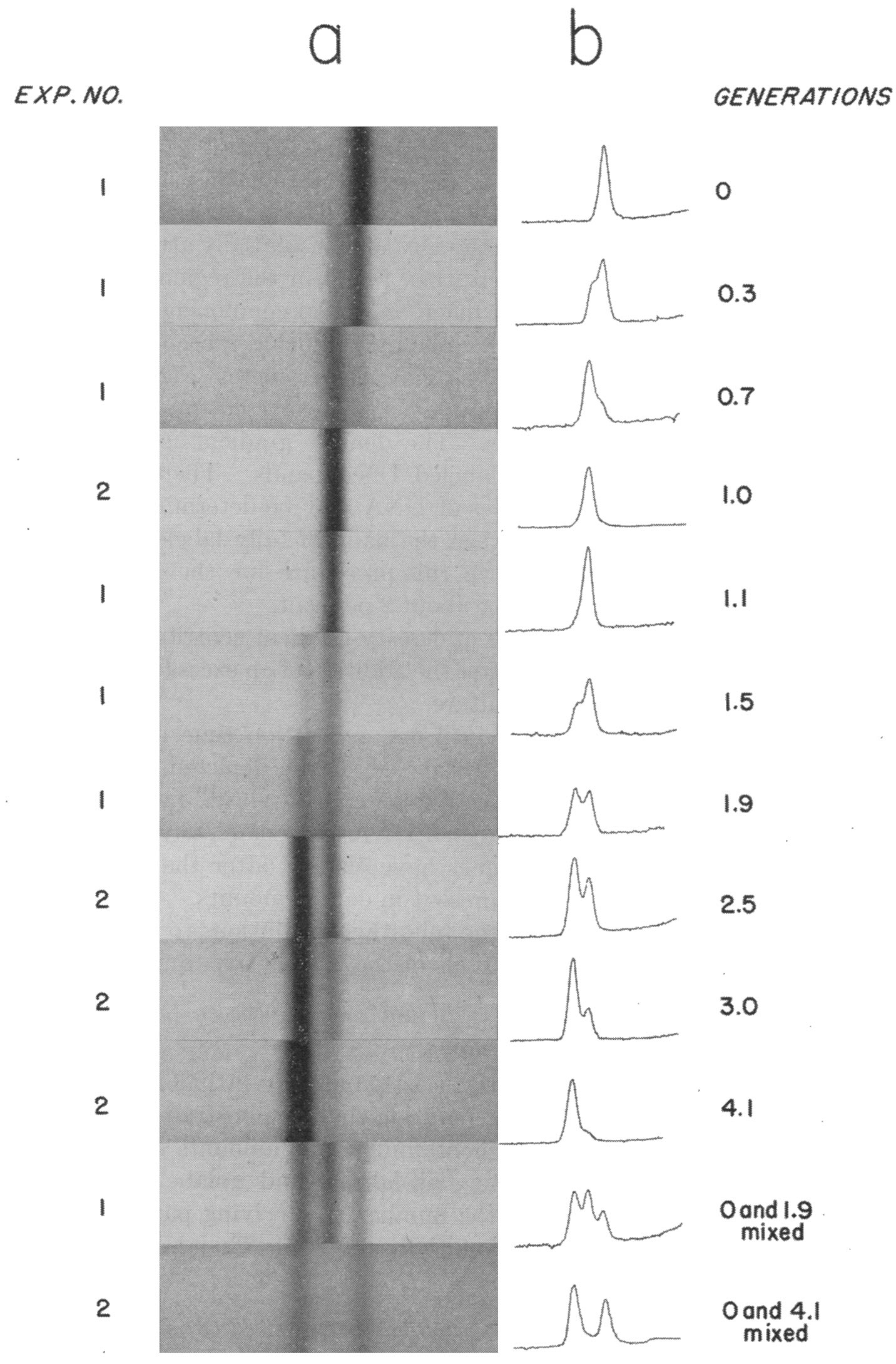 Absorption photographs and densitometer traces