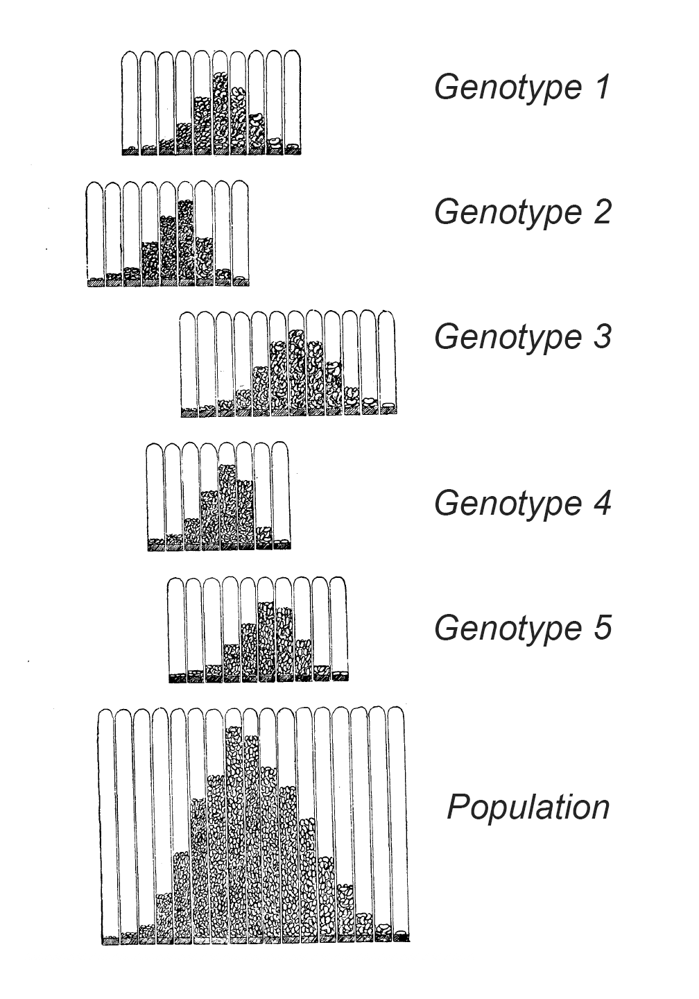 Five different genotypes shown as different distributions, labeled 'Genotype 1' 'Genotype 2', and so forth. Below these is a distribution labeled 'Population'.