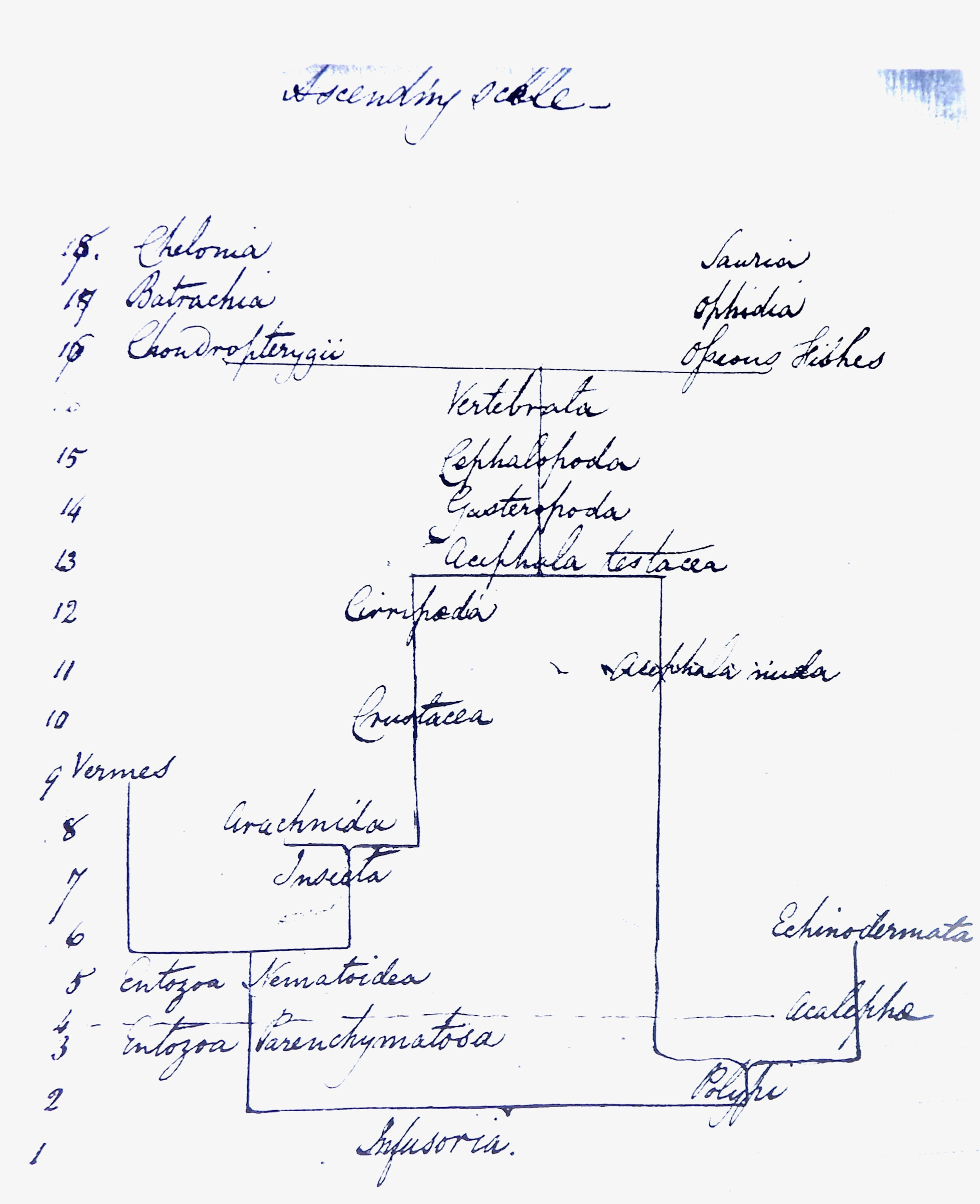 a diagram: link to extended description below