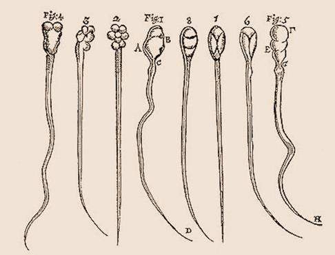 drawing of 8 cells laid out vertically. Each cell consists of a long tail and a head with the head varying from cell to cell (up to three letter labels might be attached to various parts of a head).