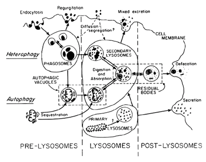 mechanism diagram, see caption