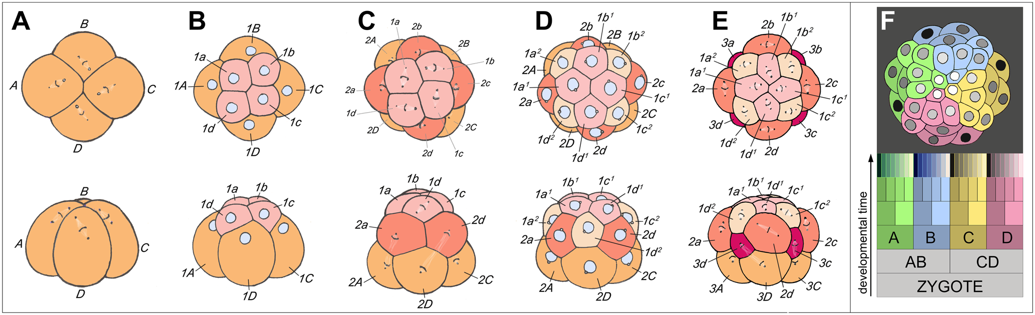 [6 columns by 2 rows.  The second row is a sideways view of the item in the first row.  The first column (A) has four orange colored cells labelled 'A', 'B', 'C', and 'D'.  The second column (B) has 8 cells, the bigger lower orange ones labelled '1A', '1B', '1C', and '1D'; the smaller pink ones on top labelled '1a', '1b', '1c', and '1d'.  The third column (C) has 12 cells with the bottom, orange, labelled '2A' through '2D', the middle, red,  labelled '2a' through '2d' and the top, pink, labelled '1a' through '1d'. The fourth column (D) has 16 cells, bottom layer, orange, is '2A' through '2D', top, pink, is '1a1' through '1d1', the middle alternates between larger red cells labelled '2a' through '2d' and smaller beige cells labelled '1a2' through '1d2'.  The fifth column (E) has at the bottom orange cells labelled '3A' through '3D', at the top a cross of four pink cells labelled '1a1' through '1d1' and between the branches of the cross four beige cells labelled '1a2' through '1d2'.  In the middle are large red cells labelled '2a' through '2d' and squished between the orange, beige, and red cells are dark red cells labelled '3a' through '3d'.  The last column (F) is different.  On the top is a clump of cells colored blue, green, pink, and orange. On the bottom on the left side is an arrow pointed up labelled 'developmental time'.  Next to it is a 6 rowed drawing. The first row on the bottom extends the full width of the column and contains the word 'zygote', the row above is split in two, on the left 'AB' and on the left 'CD'.  The third row is split evenly in 4: green 'A', blue 'B', orange 'C', and red 'D'.  The fourth row is split evenly into 8 each shaded the same color as the unit below (though with different intensities). The fifth row is split evenly into 16 and the sixth row into 32 following the same pattern as the fourth row.]