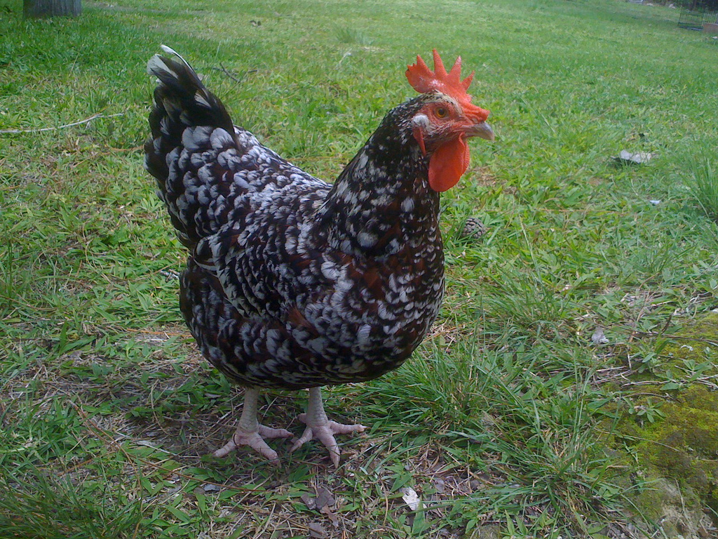 [A Speckled Sussex chicken mostly black with lots of white
speckles.]