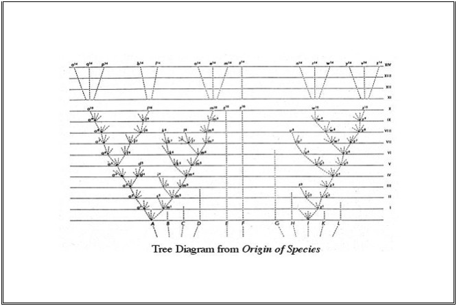 Tree Diagram