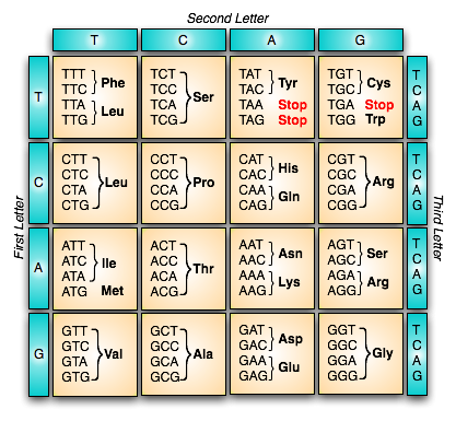 Genetic Code Diagram