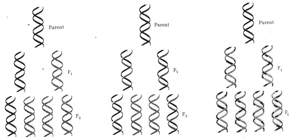 Possible mechanisms for DNA replication