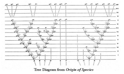 Tree Diagram