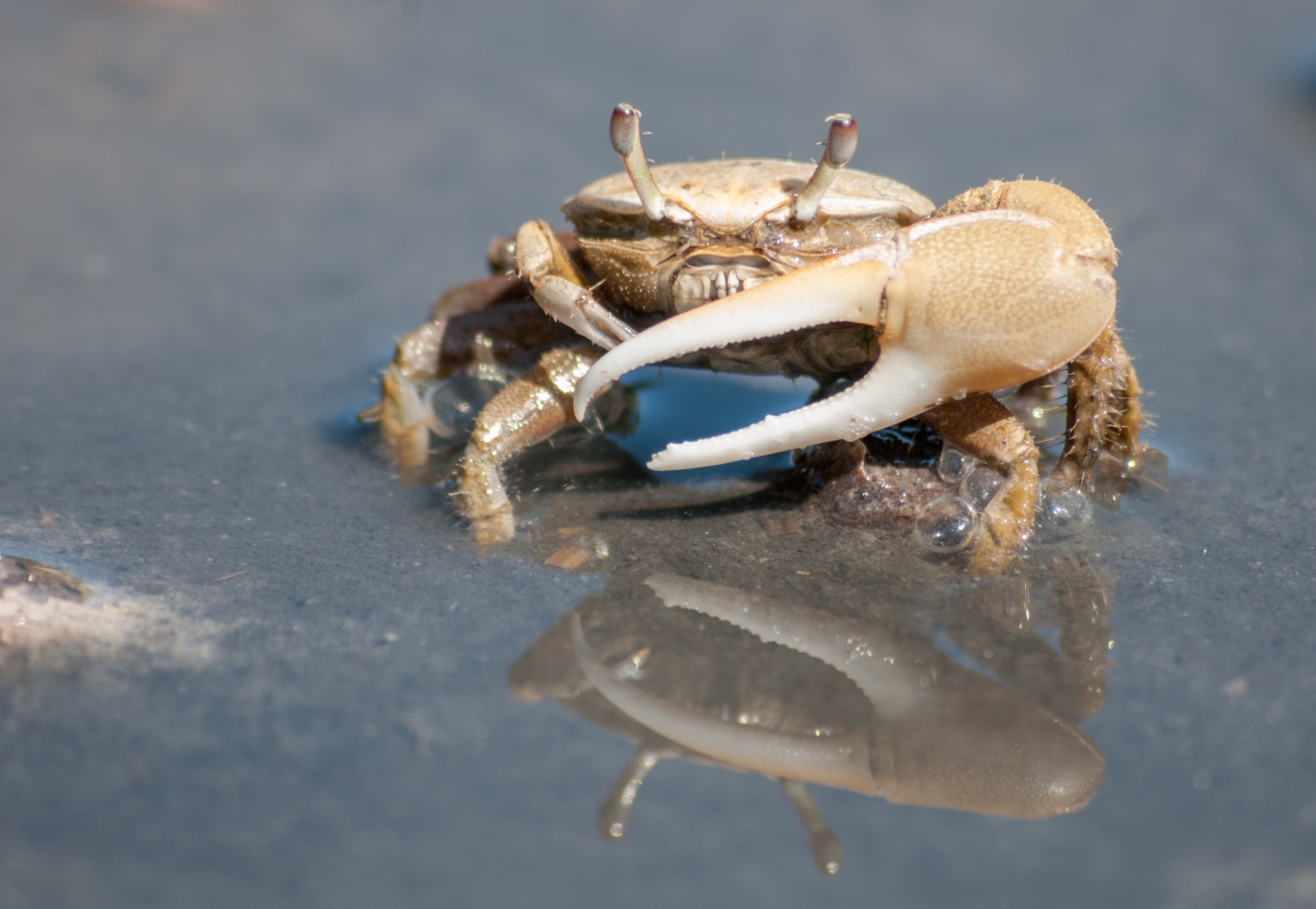 A fiddler crab displaying an exaggerated, large left front claw compared to a diminuitive, small right front claw.