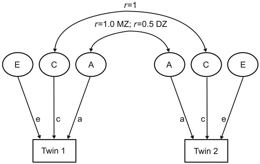 ACE model diagram