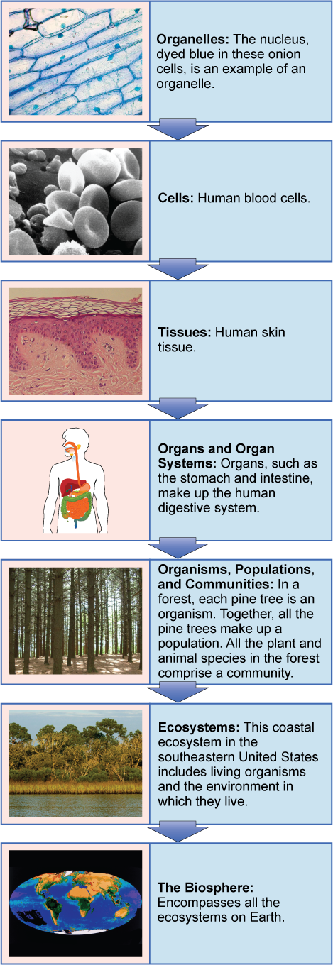 Box with blue onion cells labelled: Organelles: The nucleus, dyed blue in these onion cells, is an example of an organell; arrow to box with b/w pic of toroidal shapes labelled: Cells: Human blood cells; arrow to box with cut-away pic of human skin showing many layers labelled: Tissues: Human skin tissue; arrow to box with cut-away pic of cartoon human with orange line from mouth to stomach, yellow stomach, orange small intestines, green colon labelled: Organs and Organ Systems: Organs, such as the stomach and intestine, make up the human digestive system; arrow to box with pic of forest labelled: Organisms, Populations, and Communities: In a forest, each pine tree is an organism. Together all the pine trees make up a population. All the plant and animal species in the forsest comprise a community; arrow to box with pic of forest by the shore of a body of water labelled: Ecosystems: This coastal ecosystem in the southeastern United States includes living organisms and the environment in which they live; arrow to box with world map in an oval labelled: The Biosphere: Encompasses all the ecosystems on Earth.