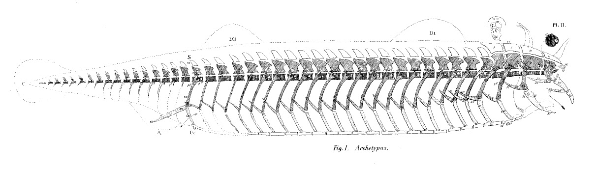 line drawing: link to extended description below