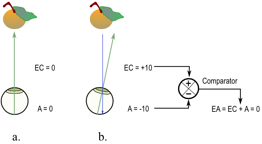 [Three parts to the image, the first, labeled 'a.', has at the top an apple and at the bottom an eyeball looking straight up with an arrow going from the bottom of the eyeball to the apple; the arrow is labeled EC=0 and the eyeball, A=0. The second, labeled 'b.', is like the first except the eyeball is looking slightly clockwise of straight up and the arrow follows the line of sight; a second arrow goes from the apple to the bottom of the eyeball; the eyeball is labeled A=-10; the first arrow, EC=+10 (there two equations line up horizontally with A=0 and EC=0 respectively from the first part). The third part is not labeled and consists of a circle divided into quarters with a '+' in the top quarter and a '-' in the bottom quarter. The equation 'EC=+10' in part b has an arrow going from it to the '+' quadrant of the circle. The equation 'A=-10' from part b has an arrow going from it to the '-' quadrant of the circle. From the right side of the circle is an arrow that points to an equation 'EA=EC+A=0'; the arrow is labeled 'Comparator'. ]