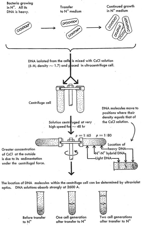depiction of the Meselson-Stahl experiment