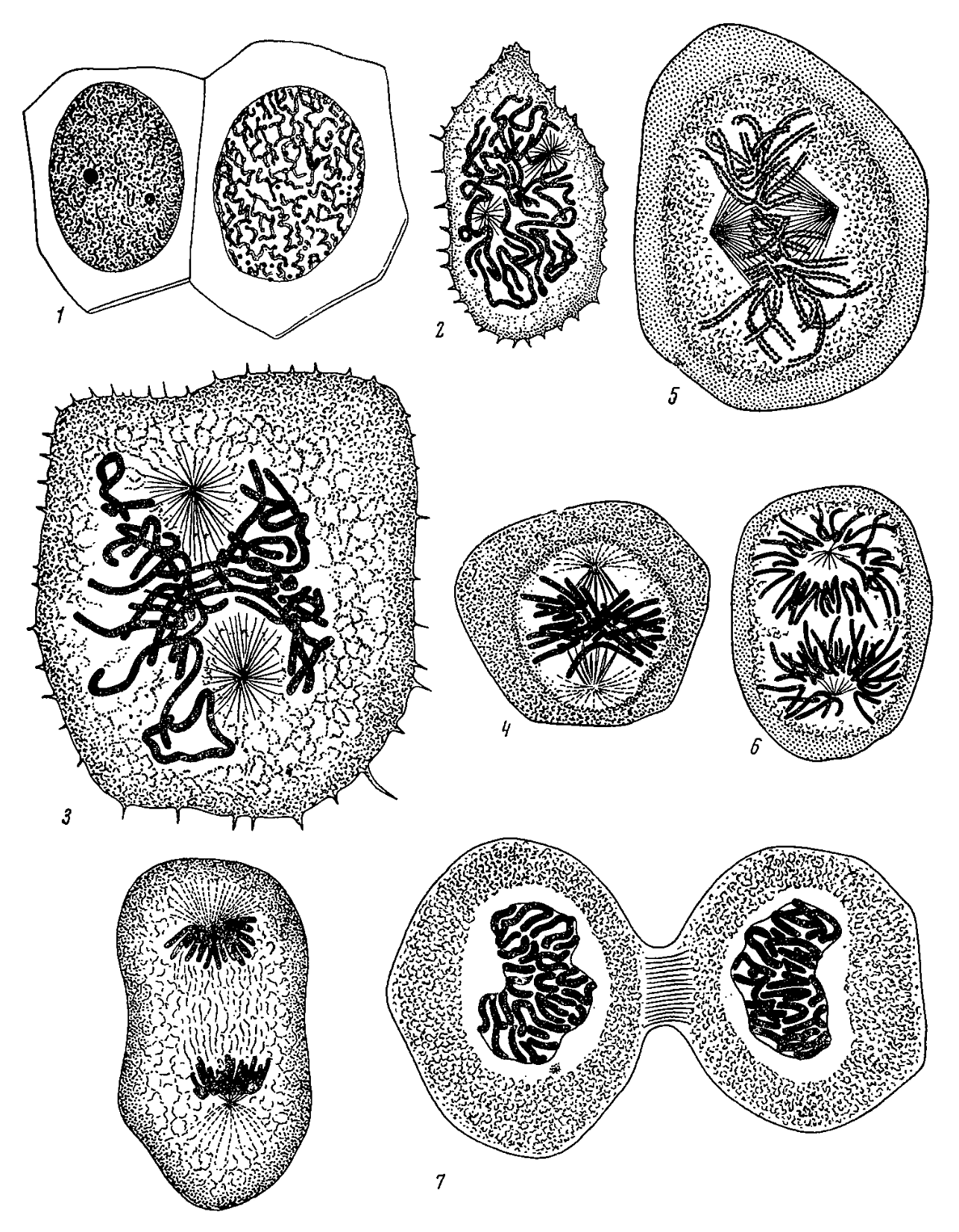 13 drawings of the various stages of mitosis