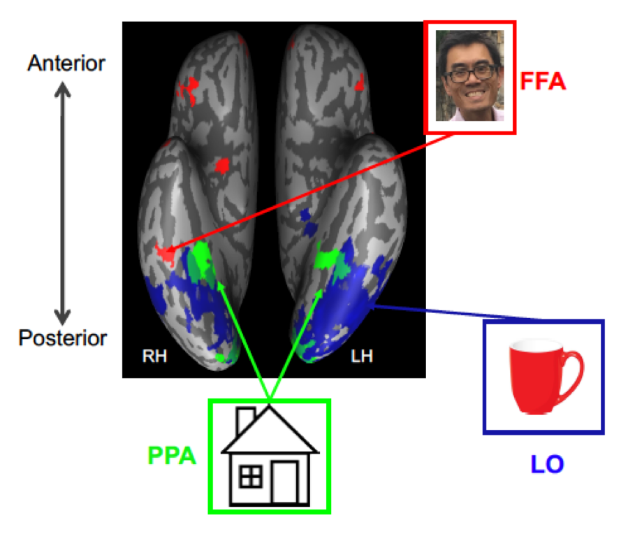 See legend. The cortex picture is labeled at the top as 'Anterior' and the bottom as 'Posterior', the left is labeled 'RH' and the right is labeled 'LH'. A picture of a face is labeled 'FFA' in red with and arrow to a region in red of the cortex picture on the far left and about a third up from the bottom, other regions in red are on both sides of the cortex and to the top and about half way up on the left. A picture of a cup is labeled 'LO' in blue and points to a largish blue region in the lower right hand side of the cortex picture; another largish blue region is on the lower left hand side of the picture. A picture of a house is labeled 'PPA' in green with arrows pointing to two smallish green regions above and slightly overlapping the two blue regions