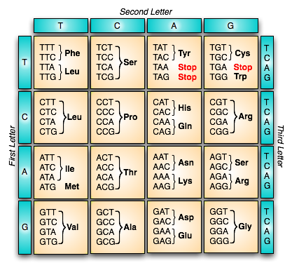 [A 4x4 matrix, the top is labeled 'Second Letter' and the 4 columns labeled T, C, A, G. The left side is labeled 'First Letter' and the rows labeled T, C, A, G.  The right side is labeled 'Third Letter' and the rows on that side labeled 'TCAG', 'TCAG', 'TCAG', 'TCAG'.  The 16 cells each contain 4 rows of 3 letters on the left and then one or more of those rows are labeled on the right.  From left to right then top to bottom there are: 
1st cell TTT and TTC bracketed and labeled Phe, TTA and TTG bracketed and labeled Leu; 
2nd cell TCT, TCC, TCA, TCG bracketed and labeled Ser; 
3rd cell TAT and TAC bracketed and labeled Tyr, TAA labeled Stop (in red letters), TAG labeled Stop (in red letters); 
4th cell TGT and TGC bracketed and labeled Cys, TGA labeled Stop (in red letters), TGG labeled Trp; 
5th cell CTT, CTC, CTA, CTG bracketed and labeled Leu; 
6th cell CCT, CCC, CCA, CCG bracketed and labeled Pro; 
7th cell CAT and  CAC bracketed and labeled His, CAA and CAG bracketed and labeled  Gin; 
8th cell CGT, CGC, CGA, CGG bracketed and labeled Arg;
9th cell ATT, ATC, ATA bracketed and labeled lle, ATG labeled Met;
10th cell ACT, ACC, ACA, ACG bracketed and labeled Thr;
11th cell AAT and AAC bracketed and labeled Asn, AAA and AAG bracketed and labeled Lys;
12th cell AGT and AGC bracketed and labeled Ser, AGA and AGG bracketed and labeled Arg;
13th cell GTT, GTC, GTA, GTG bracketed and labeled Val;
14th cell GCT, GCC, GCA, GCG bracketed and labeled Ala;
15th cell GAT and GAC bracketed and labeled Asp, GAA and GAG labeled Glu;
16th cell GGT, GGC, GGA, GGG bracketed and labeled Gly]