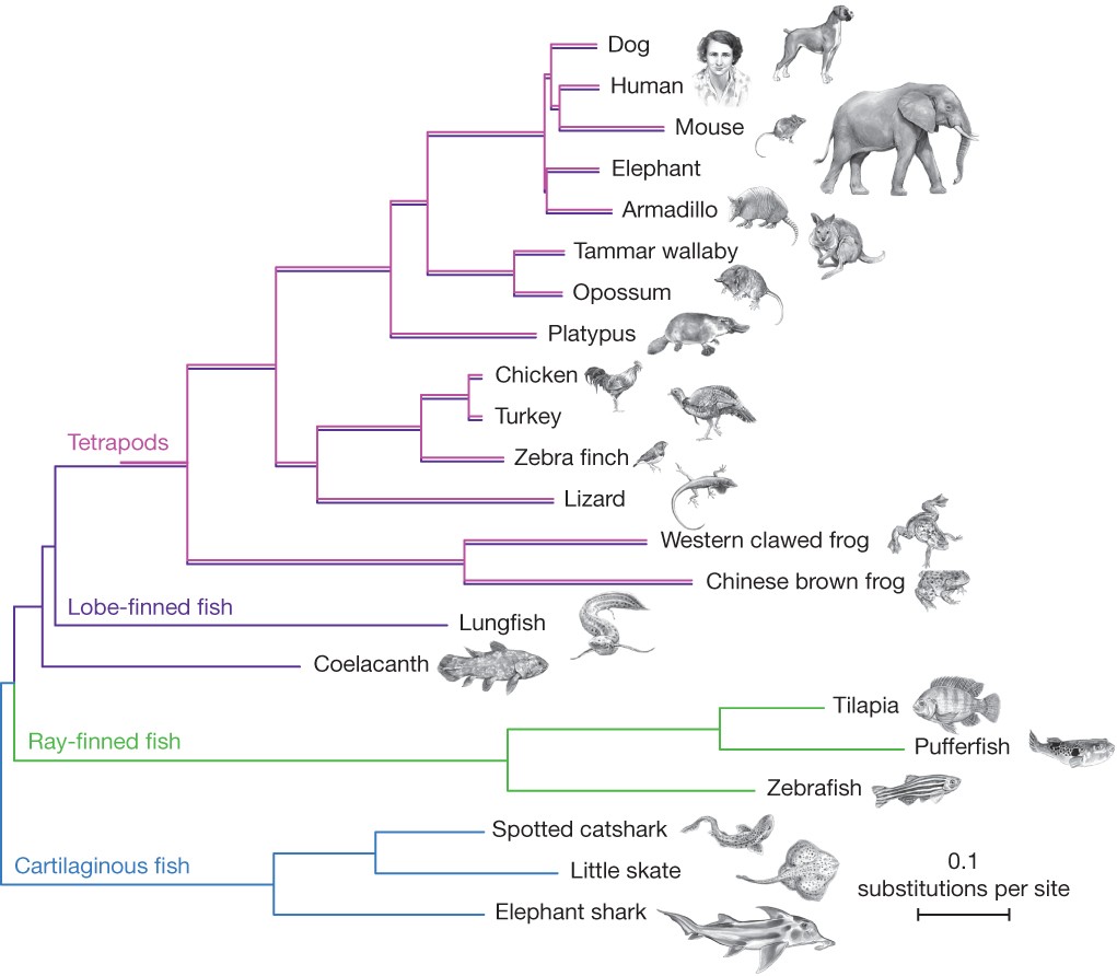 phylogenetic tree of mammals