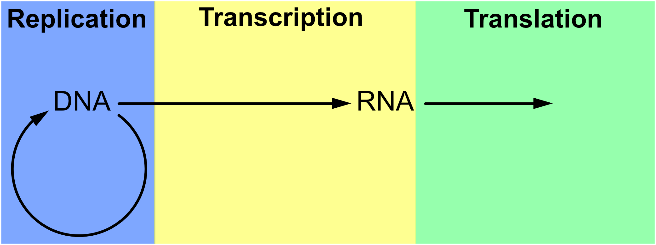 a rectangle divided into three horizontal regions, the first region has a purple background and is titled 'Replication' and has a diagram with the word 'DNA' and an arrow going from 'DNA' and circling back to it; the second region has a yellow background and is titled 'Transcription' and the diagram continues with an arrow from 'DNA' in the previous region to the word 'RNA' in this region; the third region has a green background and is titled 'Translation' and the diagram continues with an arrow from 'RNA' in the previous region going into this region and ending.